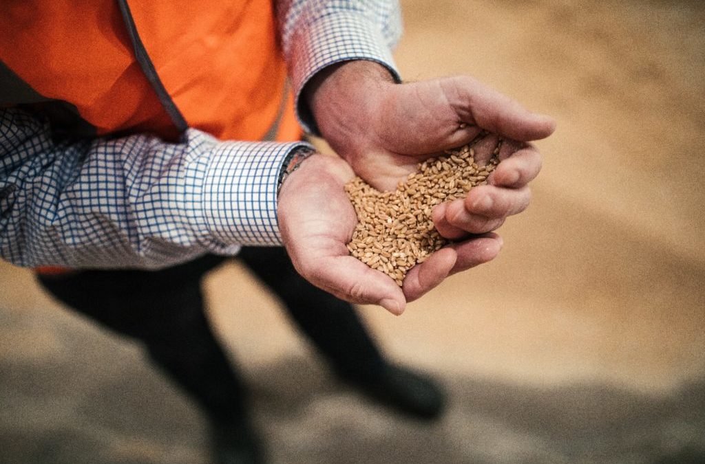 Harvest update – 23/11/20