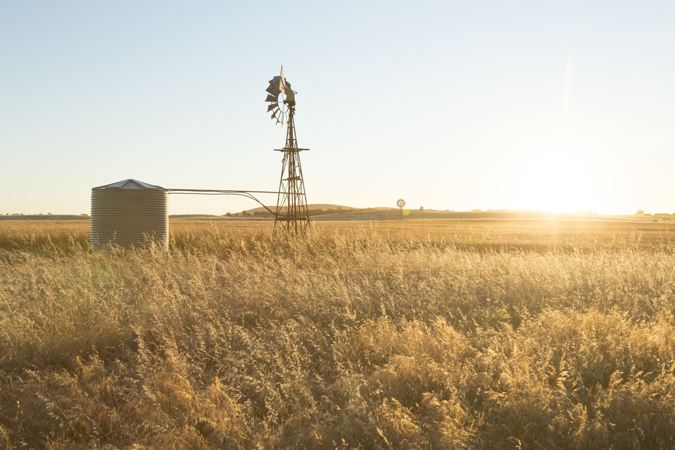 Windmill in a field. Coulta. Eyre Peninsula. South Australia.