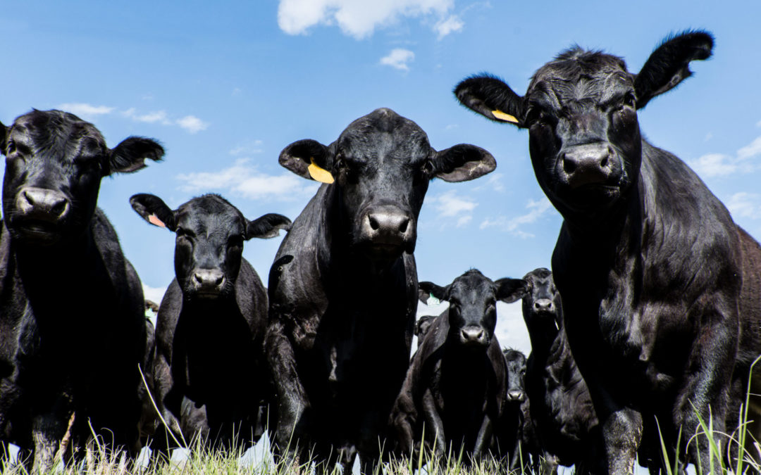The science behind elite beef