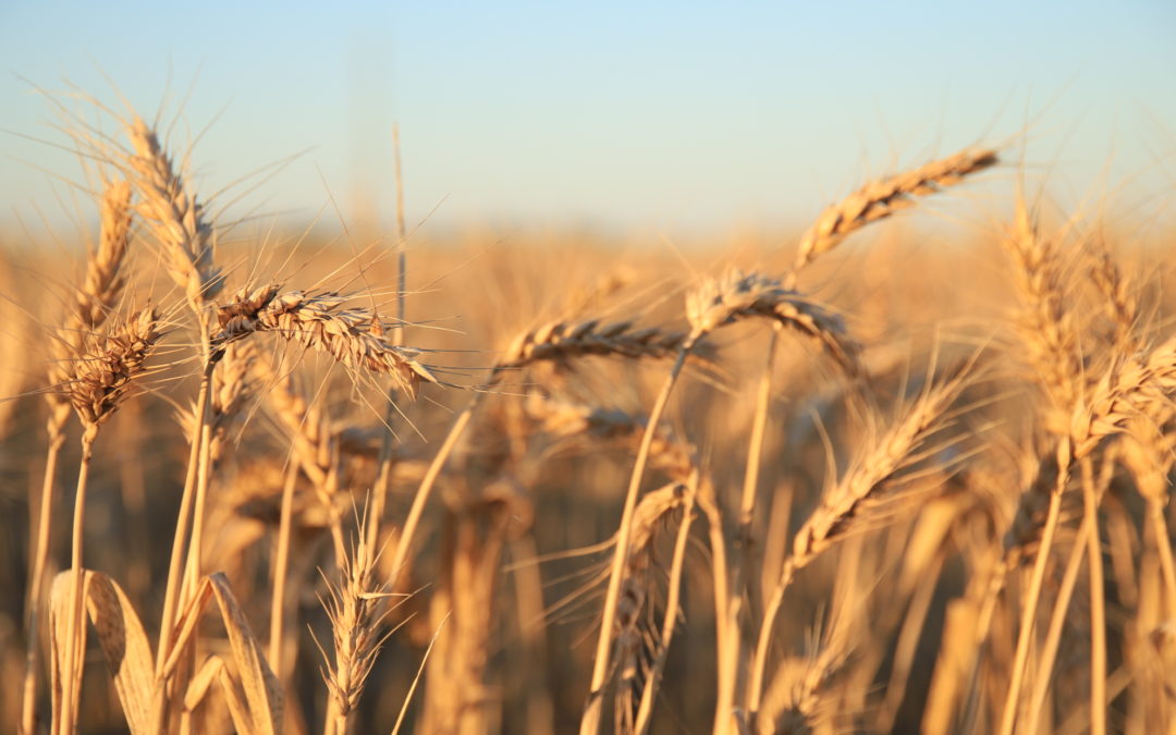 Harvest Update – 28/11/22