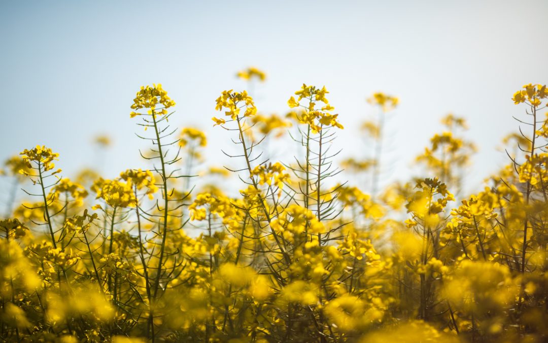 GrainCorp, CSIRO and v2food partner on $4.4million plant-based protein research