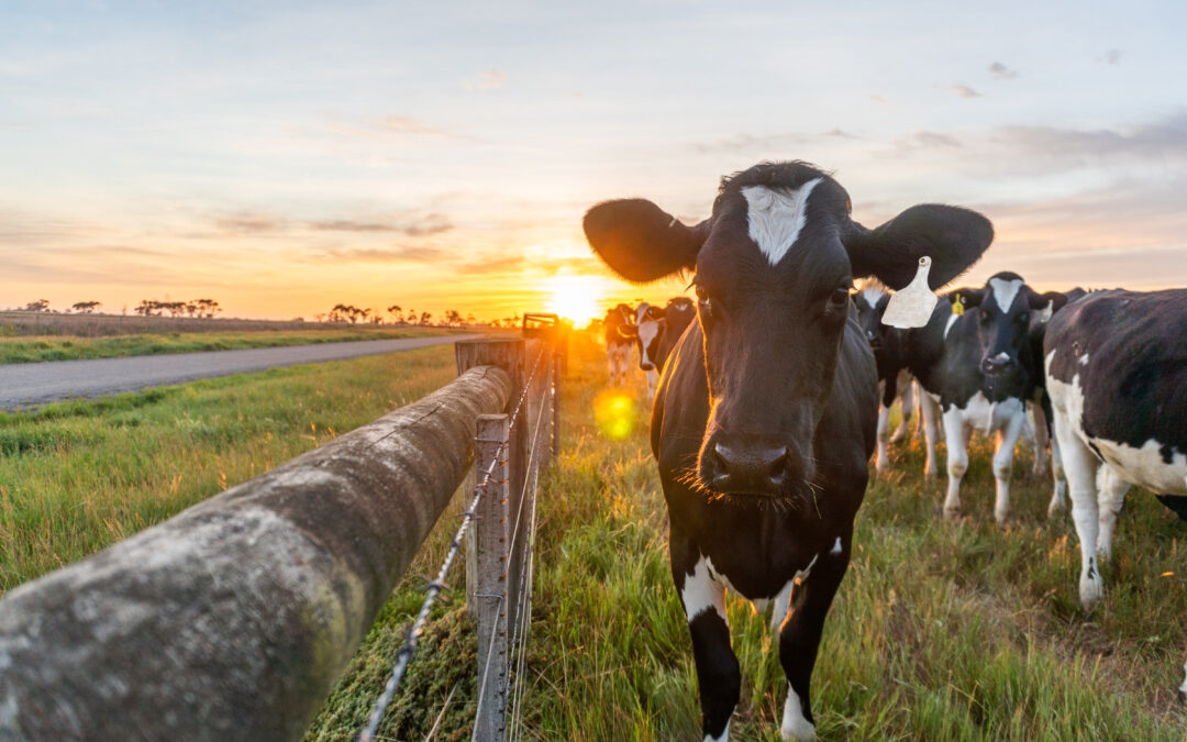 GrainCorp awarded $2.9M to progress world-class sustainable livestock feed trials