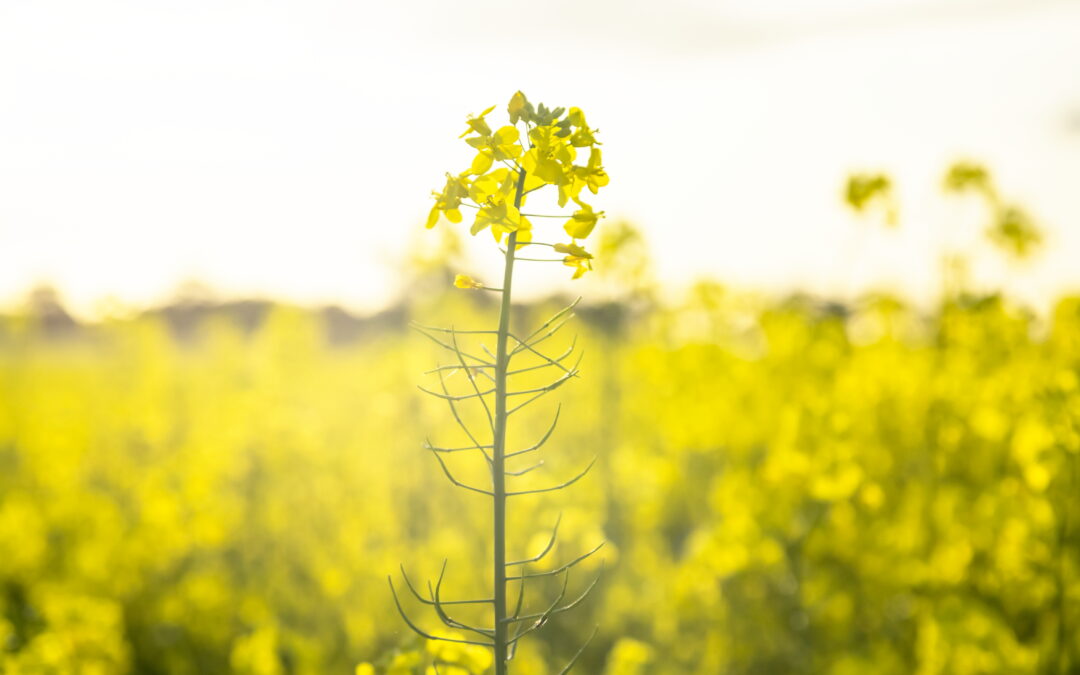 Agri-Energy: Where agriculture meets energy