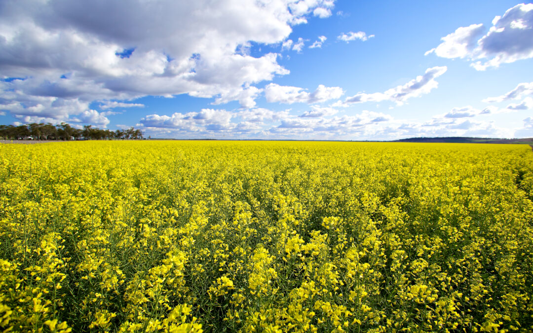 “Grow You Good Thing!”: The healthy oilseed transforming the QSR sector