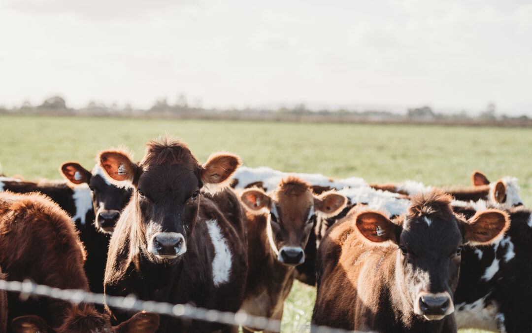GrainCorp expands Animal Nutrition portfolio with Performance Feeds and Nutrition Services Australia