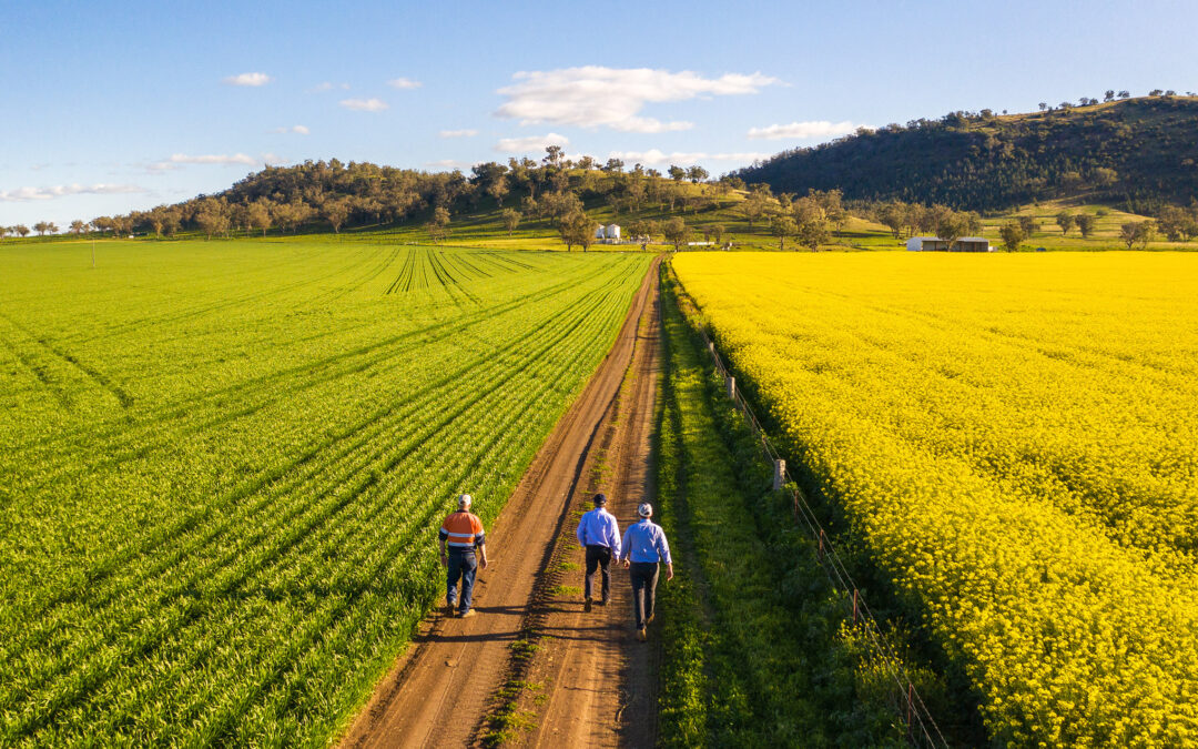 Turning fields of gold into a sustainable fuel source