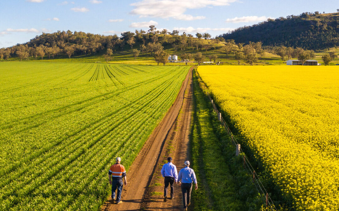 Turning fields of gold into a sustainable fuel source