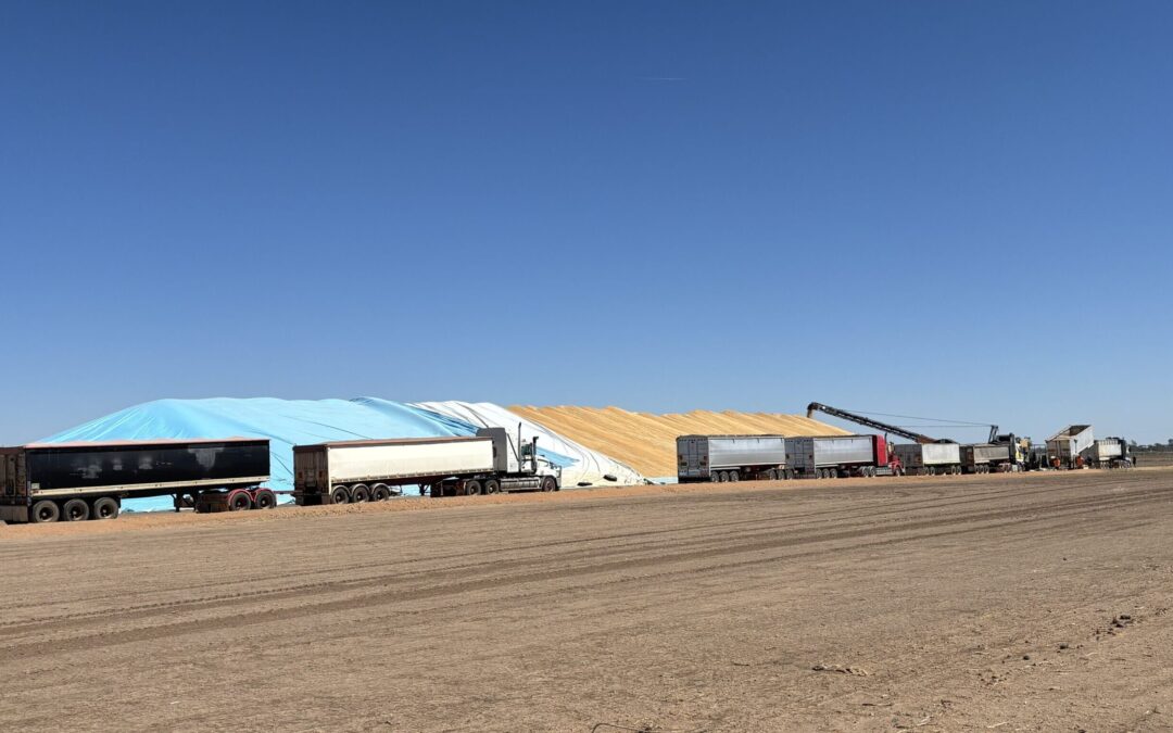 Harvest 2024: A tale of firsts for GrainCorp’s Coonamble site