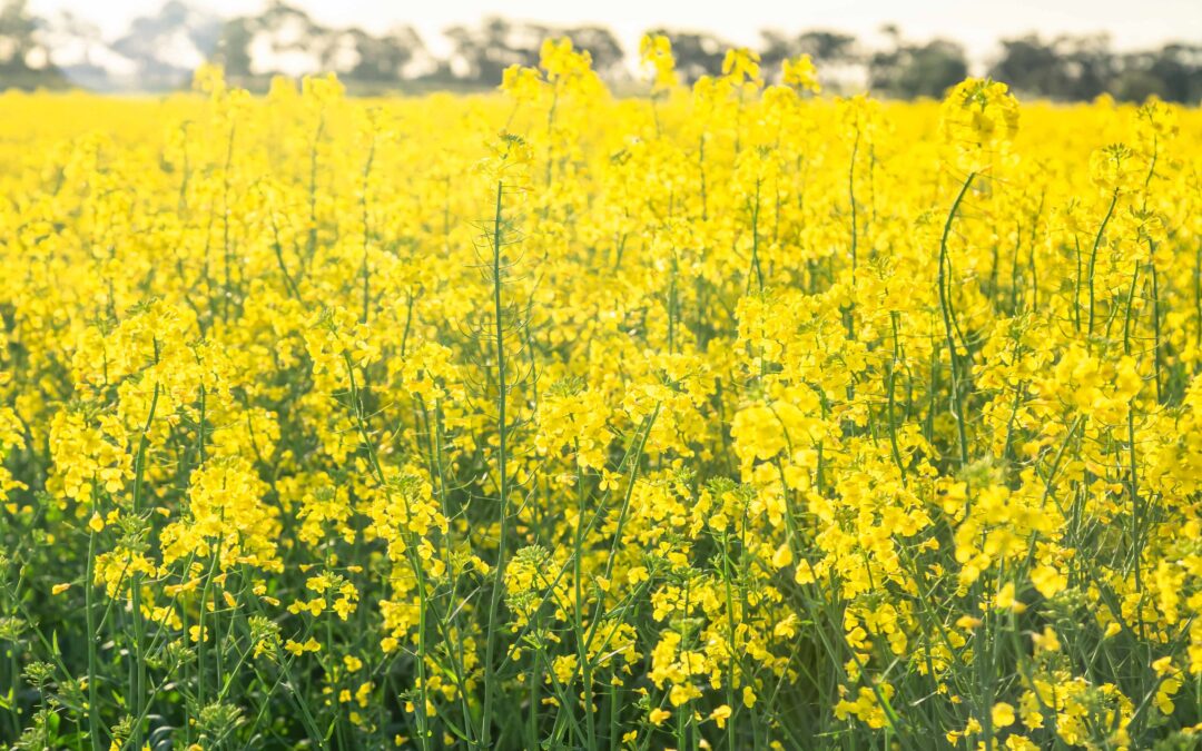 GrainCorp welcomes National Food Security Strategy