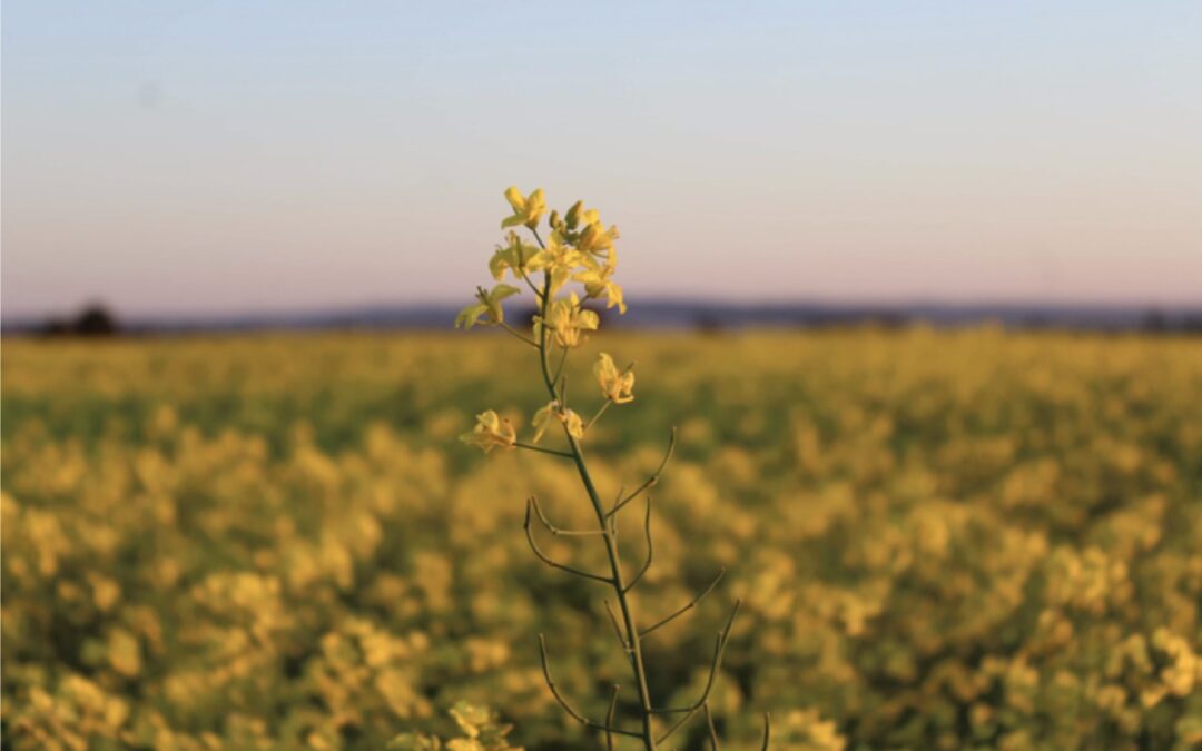 IFM Investors, Ampol and GrainCorp welcome Federal Government support for Australian Low Carbon Liquid Fuels industry