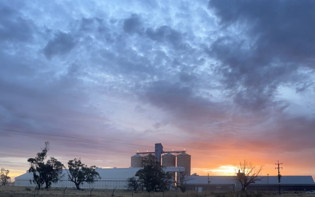 Harvest Update – 24 November 2025