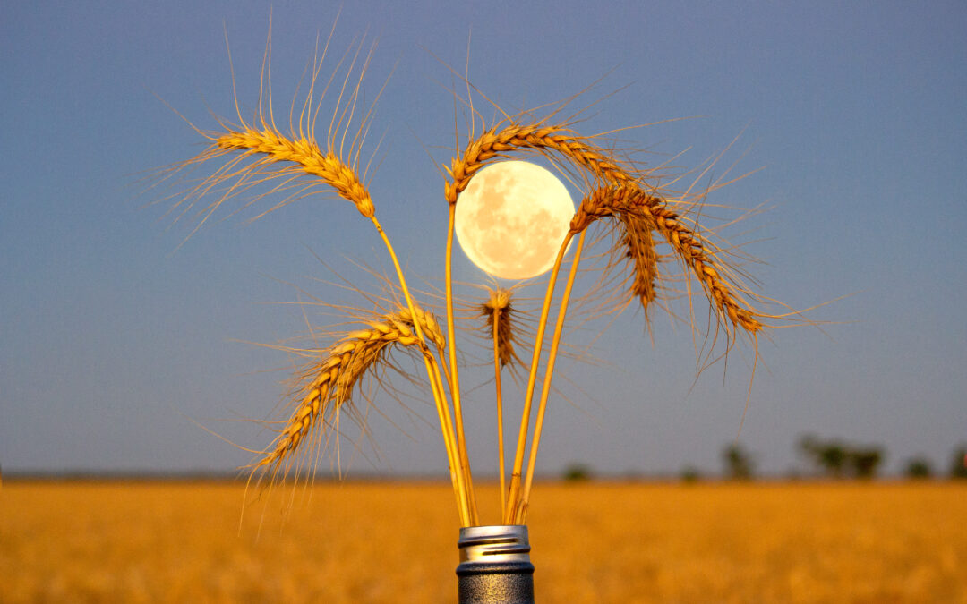 Supermoons to sunsets: Winners of the 2025 GrainCorp Harvest Photo Competition